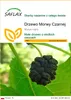 SAFLAX - Drzewo Morwy Czarnej - 200 Nasiona - Morus nigra Podgląd zdjęcia produktu 1