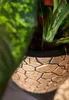 A close-up of a gold patterned plant pot with green leaves in the foreground and background. Náhľad obrázku produktu