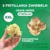 Kaiserkronen Knollen Mehrjährig - Fritillaria Persica Produktbild-Vorschau 2