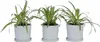 Zielistka Sternberga - 3 szt - Chlorophytum 'Atlantic' - Podgląd zdjęcia produktu 6