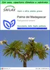 SAFLAX Garden to go - Palma del Madagascar - 10 semi - Anteprima dell’immagine prodotto 1