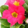 Dipladenia - Jasmin du Chili - pot 9cm - set de 3 plantes - Voir les images du produit 2
