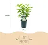 Green boutiQ - Plante de jardin - Syringa vulgaris mme Voir les images du produit 3