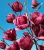 A close-up view of several deep pink magnolia flowers and buds against a bright blue sky. Produktbild-Vorschau