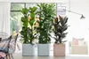 Bloomique - Lot de 2 - Ficus Elastica Robusta - Caoutchouc Voir les images du produit 2