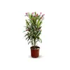 Laurier rose - nerium oleander - ↕ 50-60 cm - ⌀ 22 cm - Voir les images du produit 1