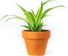 Gardners Chlorophytum Comosum, průměr 6 cm Náhled obrázku produktu 3