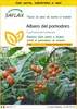 SAFLAX Insieme di coltivazione - Albero del pomodoro - 50 Anteprima dell’immagine prodotto 1