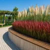 Stauden Gänge 1 x Imperata cylindrica 'Red Baron' im 1 Produktbild-Vorschau 8
