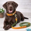 Hundeleine & Halsband Set aus Nylon mit Leder – robust, Produktbild-Vorschau 3