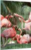 Bilder auf glas - Einteilig - Palmen Herde Flamingos - Produktbild-Vorschau 1