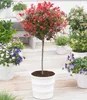 BALDUR Garten 1x Immergrünes Photinia-Stämmchen Little Red Produktbild-Vorschau 2