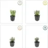 Lavendel Lavandula angustifolia 'Munstead' – 48 Pflanzen – Produktbild-Vorschau 6