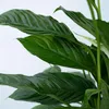 Friedenslilie - Einblatt - Spathiphyllum 'Lima' - Höhe Produktbild-Vorschau 4