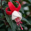 Bloomique - Zestaw 6 sztuk - Fuksja Madame Cornelissen - Podgląd zdjęcia produktu 4