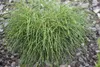 Thuja plicata 'Whipcord', Zwerg-Lebensbaum, grün, 25–30 cm Produktbild-Vorschau 5