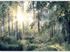 Samolepicí fólie na zeď - Příběhy lesa 343x245 cm Krajiny Náhled obrázku produktu 5