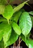 Aronia (Amorphophallus raungense)  – 1 vyklíčený semeno Náhled obrázku produktu 4