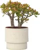 Jadepflanze - Crassula ovata 'Sunset' - Höhe 30-35cm - Produktbild-Vorschau 5