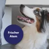 Canosept Zahnpflege Pads für Hunde - 50er Pack Produktbild-Vorschau 7