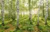 Komar Vlies Fototapete - Birch Trees - Größe: 400 x 250 cm Produktbild-Vorschau 2