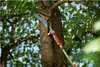 A pruning saw is being used to cut a branch from a tree. Náhľad obrázku produktu
