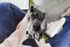 MuchoWow® Handyhülle Schutzhülle Hülle für iPhone 12 Pro Produktbild-Vorschau 3