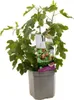 Feigenbaum ´TWOTIMER® GUSTIS´ 30-40 cm, Cont. 2 l Produktbild-Vorschau 3