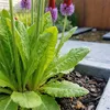 6x Primula vialii Staude rotviolett, winterhart, 20 cm Produktbild-Vorschau 2