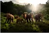 MuchoWow® Poster Wald - Elefanten - Licht 90x60 cm - Produktbild-Vorschau 1
