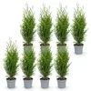 Green boutiQ - Haagplanten - Thuja occidentalis Smaragd - Voir les images du produit 2