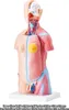 VEVOR Model lidského těla, 23 kusů 455 mm, anatomický model Náhled obrázku produktu 8