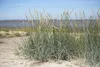 Ammophila breviligulata, Strandhafer, ca. 9x9 cm Topf Produktbild-Vorschau 1