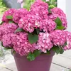 3er-Mix - Hydrangea Macrophylla - Rosa, Blau, Weiß - Produktbild-Vorschau 4