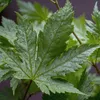 Japanischer Ahorn - Acer palmatum 'Going Green' - Höhe Produktbild-Vorschau 3