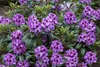 Rhododendron Hybr. 'Pfauenauge', Rhododendron, 50–60 cm, Produktbild-Vorschau 3