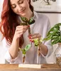 Dehner Waterplant Set, Wasserpflanzen in Reagenzgläsern, Produktbild-Vorschau 9