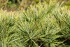 Pinus strobus 'Minima', Weymouth-Kiefer, kompakt, 25–30 cm Produktbild-Vorschau 8