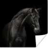 MuchoWow® Poster Pferd - Tier - Schwarz 75x75 cm - Wand Produktbild-Vorschau 1