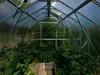 Interior view of a greenhouse with plants growing. Anteprima dell’immagine prodotto