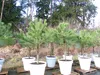 Pinus Pinea Mittelmeerkiefer 250 cm inkl. Pflanzkübel Ø80cm Produktbild-Vorschau 2