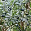 AGRO CS a.s. AGRO Substrát levanduľa a oleander 20l Náhľad obrázku produktu 5