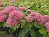 Große Fetthenne Sedum 'Herbstfreude' Winterharte Sukkulente Produktbild-Vorschau 1