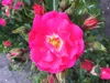 A close-up view of a vibrant pink rose in full bloom, surrounded by several rose buds and green foliage. Produktbild-Vorschau