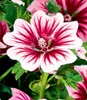 BALDUR-Garten Stauden-Malve "Zebrina", 3 Pflanzen Produktbild-Vorschau 3