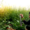 Gelbsenf Gründünger ganze Körner ganz Bienenfreundlicher Produktbild-Vorschau 5