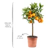 Meine Orangerie Satsuma Mandarine Mezzo - echter Citrusbaum Produktbild-Vorschau 2