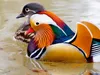 Calvendo Mandarinente 1000 Teile Puzzle quer 640x480mm, Produktbild-Vorschau 2