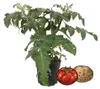 Tomaten-Kartoffelpflanze PotaTom Tomate und Kartoffel in Produktbild-Vorschau 1