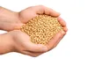 Orge pour alimentation animale, 20 kg. Graines d'orge pour Voir les images du produit 2